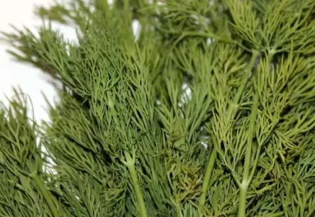 PVD Šokē: Uzbekistānas Dillēs un Pētersīļos Atrasts ES Aizliegts Bīstamais Pesticīds Hlorpirifoss