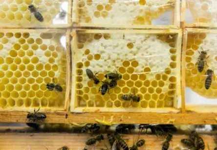 PVD aptur Polijas medus tirdzniecību Latvijā svešvielu dēļ