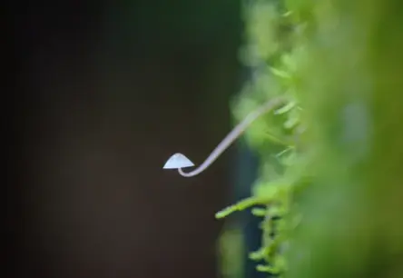 Pārsteidzošs sasniegums: Zinātnieki radījuši dzīvus datorus no sēnēm