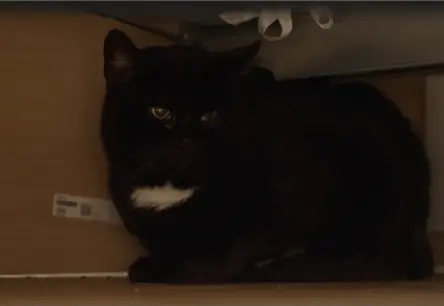 Patversmes runča Haralda mēneša izmisums: vai dzīvnieku uzvedības eksperts spēs palīdzēt?