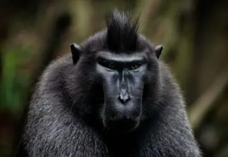 Pērtiķi mācās no strīdiem: Kas cilvēkus un makakus saista vardarbīga satura vērošanā?