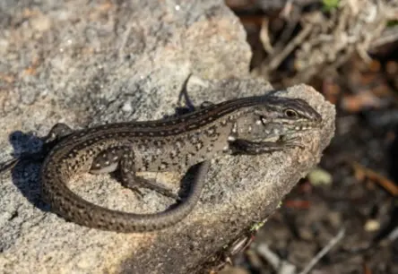 Pētījums: Grūtnieču stresa ķirzakām iekrāso pēcnācēju dzīvi – lēnāka augšana, spēcīgākas saites
