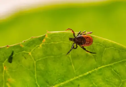 Piesūkusies ērce? Eksperti brīdina par bīstamākajām kļūdām un skaidro, kā rīkoties pareizi