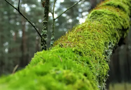 Pirmoreiz Latvijas Sarkanajā grāmatā iekļautas 12 kritiski apdraudētas sūnu sugas