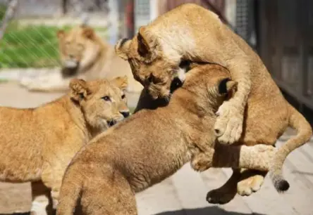 Rets brīnums: Dvůr Králové Safari parkā piedzimst četri berberu lauvu mazuļi – cerība izzudušajai sugai