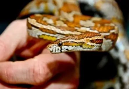 Rīgā atklāj pārsteigumu: kāpņutelpā notverts savā vaļā izkļuvis kukurūzas zalktis