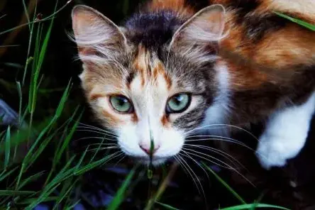 Rīgā sākts kriminālprocess par kaķa mešanu Daugavā akmeņiem piepildītā somā