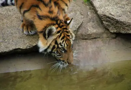 Rīgas Zoodārzs Aicina Iedzīvotājus Dot Vārdus Pusgadu Vecām Amūras Tīģerēnu Māsām