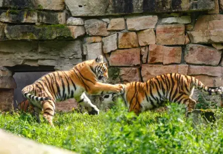 Rīgas Zooloģiskajā Dārzā Vārdi Doti Majestātiskajām Tīģermeitenēm Safīrai un Augustei