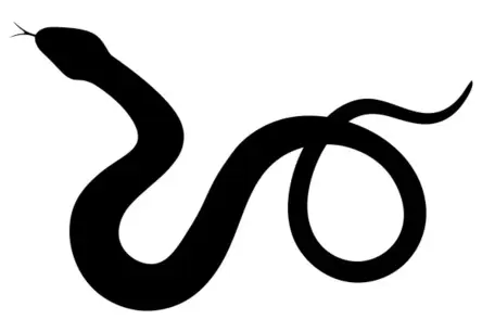 Rīgas daudzdzīvokļu namā uzrodas eksotisks viesis – iedzīvotājus pārsteidz kukurūzas zalktis