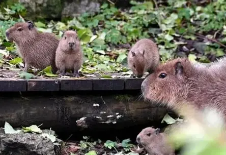 Rīgas zoodārzā priecīgas ziņas: kapibaru saimei piedzimuši četri mazuļi