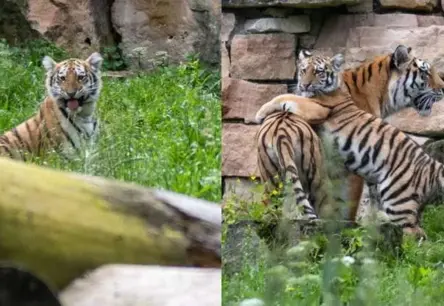 Rīgas zoodārza tīģerēnu meitenes ieguvušas vārdus – Safīra un Auguste