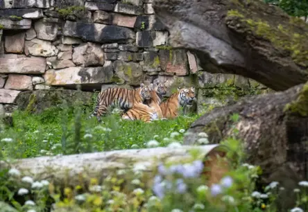 Rīgas zoodārzā tīģeru māsas Safīra un Auguste svin pirmo vārdu došanas gadadienu