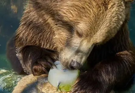 Romas zoodārzs cīnās ar karstumu: dzīvniekus lutina ar ledainiem gardumiem