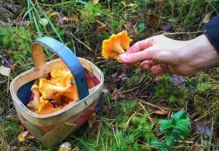 Rudens sākumā modrība: kā sēņošana un pastaigas mežā var beigties ar ērču uzbrukumu?