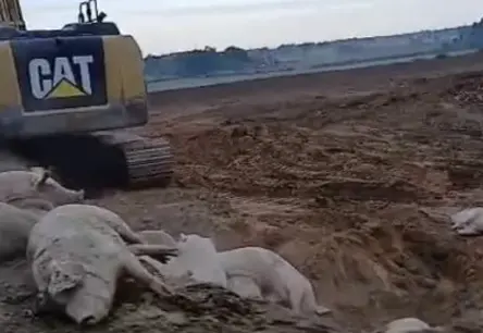 ŠOKS LAUBERĒ: "Baltic Pork" fermā Āfrikas cūku mēra uzliesmojums; bažas par līķu kapsētu