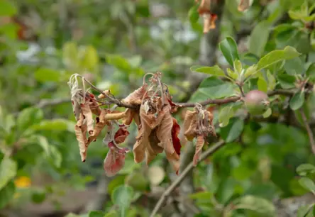 Satraucošs trauksmes zvans dārzkopjiem: Carnikavā konstatēta bīstamā bakteriālā iedega
