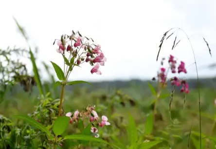 Satraukums Carnikavā: Piemājas dārzā konstatēta bīstamā bakteriālā iedega