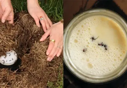 Senās skudru gudrības atdzimst: Jogurts, kas iekarojis pasaules top restorānus