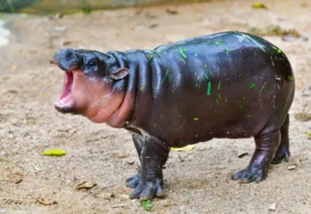 Senie „upes zirgi” Eiropā: ko vēsta be­ge­mo­tu at­ka­u­si­gumi no pirms 30 tūkstošiem gadu?