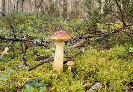 Sēņu pētnieki aicina palīdzēt kartēt noslēpumainās dzīslkāta bekas izplatību Latvijas mežos