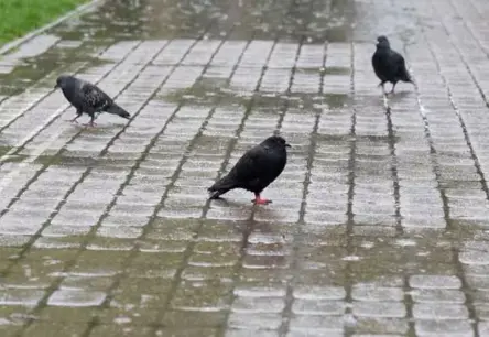 Septiņu brāļu diena: senatnes laika zīmes un mūsdienu debesu vērojumi