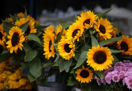 Sestdien Latvijā gaidāms mērens vējš un neliels lietus; gaiss iesils līdz +23 grādiem