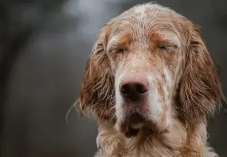 Sestdien Latvijā gaidāms stiprs un ilgstošs lietus; izsludināts dzeltenais brīdinājums