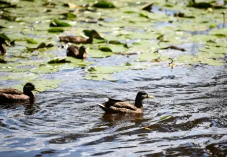 Sestdienas sausā diena beigsies ar nokrišņu ienākšanu – kāds būs laiks Latvijā?