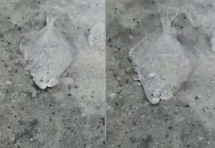 Sigitas "lapiņu" video uzspridzina internetu: kas slēpjas aiz makšķernieces TikTok fenomena?