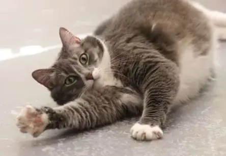 Sirds plosošs stāsts: Mīlētā kaķenīte Masja nonāk patversmē bērna smagas alerģijas dēļ