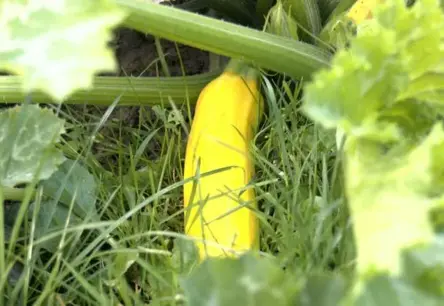 Slepenā “Kabaču mafija” pārņem Latvijas pilsētu puķu dobes: Bibliotekāri ar romāna iedvesmu sēj negaidītu vēstījumu