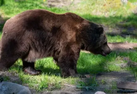 Slīteres Nacionālajā parkā novērots brūnais lācis; šādi rīkoties sastopot plēsēju