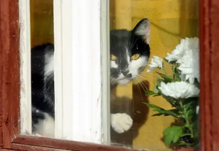 Šogad iedzīvotājiem mājokļa pabalstos izmaksāti jau vairāk nekā 30 miljoni eiro