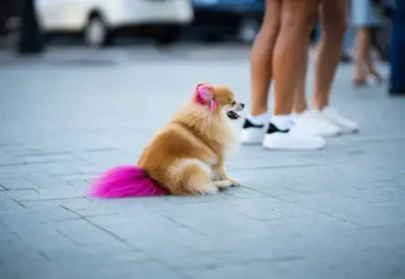 Suņa krāsošana: kad modes tendence kļūst par risku dzīvnieka veselībai