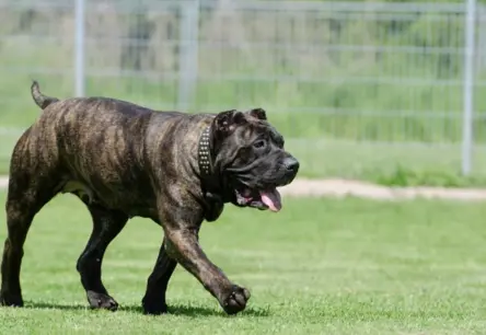 Suņu priekšējo un pakaļējo ķepu atšķirīgā spēka iemesli un ko darīt