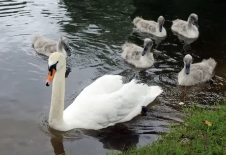 Tiesā nonāk lieta par divu Uzbekistānas pilsoņu spīdzinātu gulbi Carnikavā