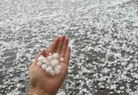 Tukuma Ābolu Dārzi Sirdsāpēs: Krusa iznīcina cerības pēc pavasara salnām