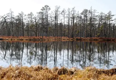VARAM: Vairums Latvijas ES nozīmes biotopu katastrofālā stāvoklī