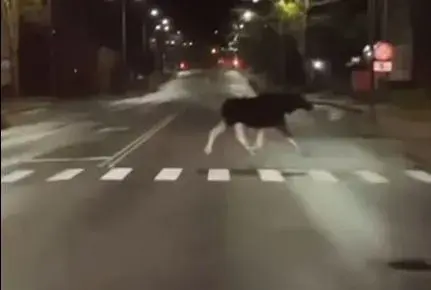 VIDEO: Alnis izpelnījies uzmanību Rēzeknē, pastaigājoties pa pilsētas ielām