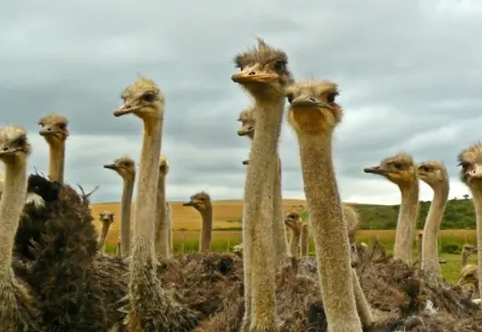 Vai Kanādas strausu unikālā rezistence pret putnu gripu varētu pavērt ceļu jaunām vakcīnām?