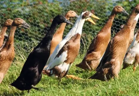 Vai "Spāņi" Kritīs? Neiedomājamie Putnu Palīgi Cīņā Pret Kaitēkļiem