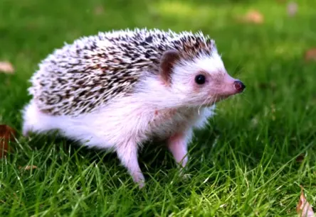 Vai ezis ir piemērots mājdzīvnieks? Apsveriet šos faktus pirms iegādes