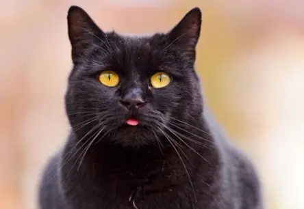 Vai kaķis var būt kā suns? Šķirnes, kas pārsteigs ar savu suņiem līdzīgo raksturu