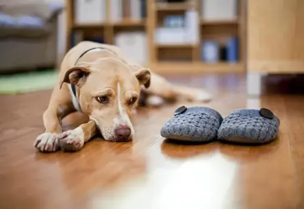 Vai suni jādzīta uz pastaigu lietū? Veterinārārste skaidro, ko darīt, ja mīlulim negribas laukā