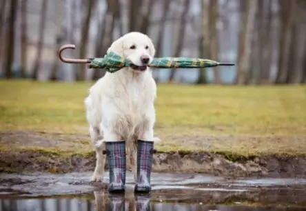 Vai sunim var būt saaukstēšanās? Izpausmes, simptomi un efektīva palīdzība