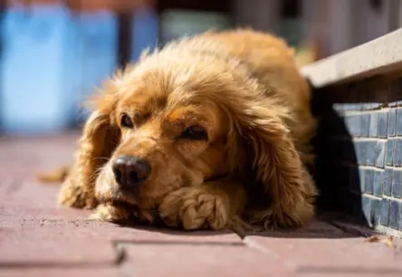 Vasaras spalvu maiņa suņiem: kad meklēt veterinārārsta palīdzību?