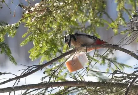Vilis Bukšs prognozē novembra laiku: sāksies ar siltumu un lietu, beigsies ar salu un sniegu
