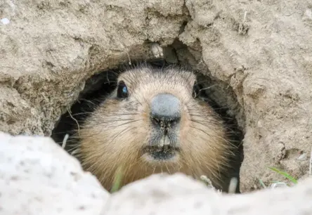 Viltīgais murkšķa bēgšanas mēģinājums satricina Tallinas zoodārza mieru