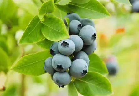 Virtuves Noslēpums: Kā Radīt Ideālu Mēslojumu Skābu Augšņu Augiem un Krūmu Mellenēm